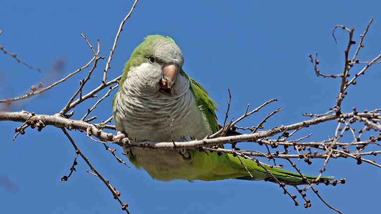 John Legend has a new pet bird living in his house