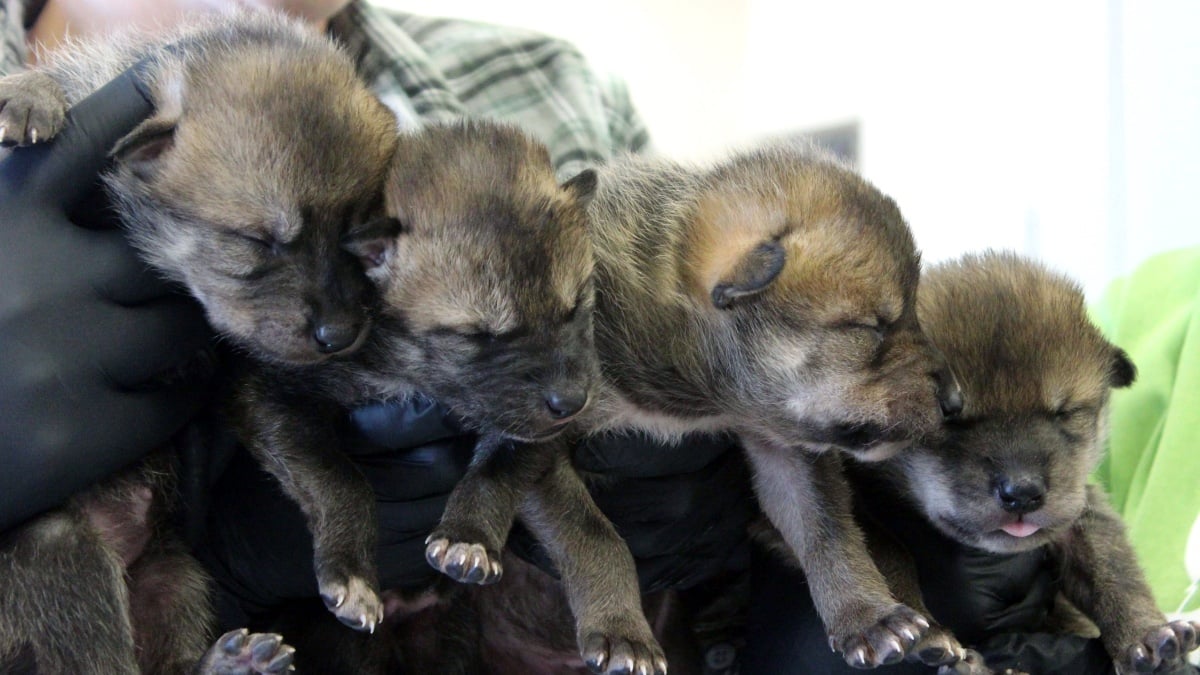 Mexican Wolf Pups Born at Brookfield Zoo Released Into the Wild as Part of Endangered Species Recovery Program Chicago News WTTW