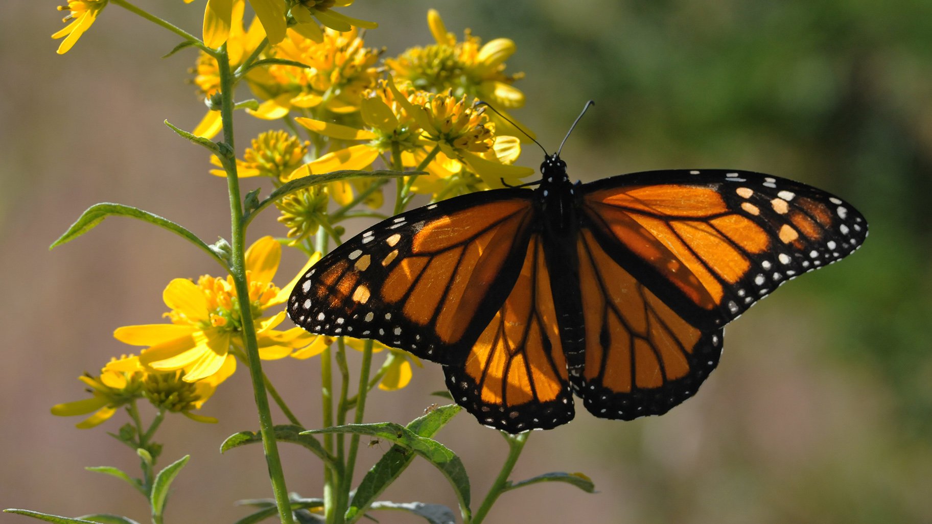 Monarch Butterflies' Signature White Spots May Help Them Fly