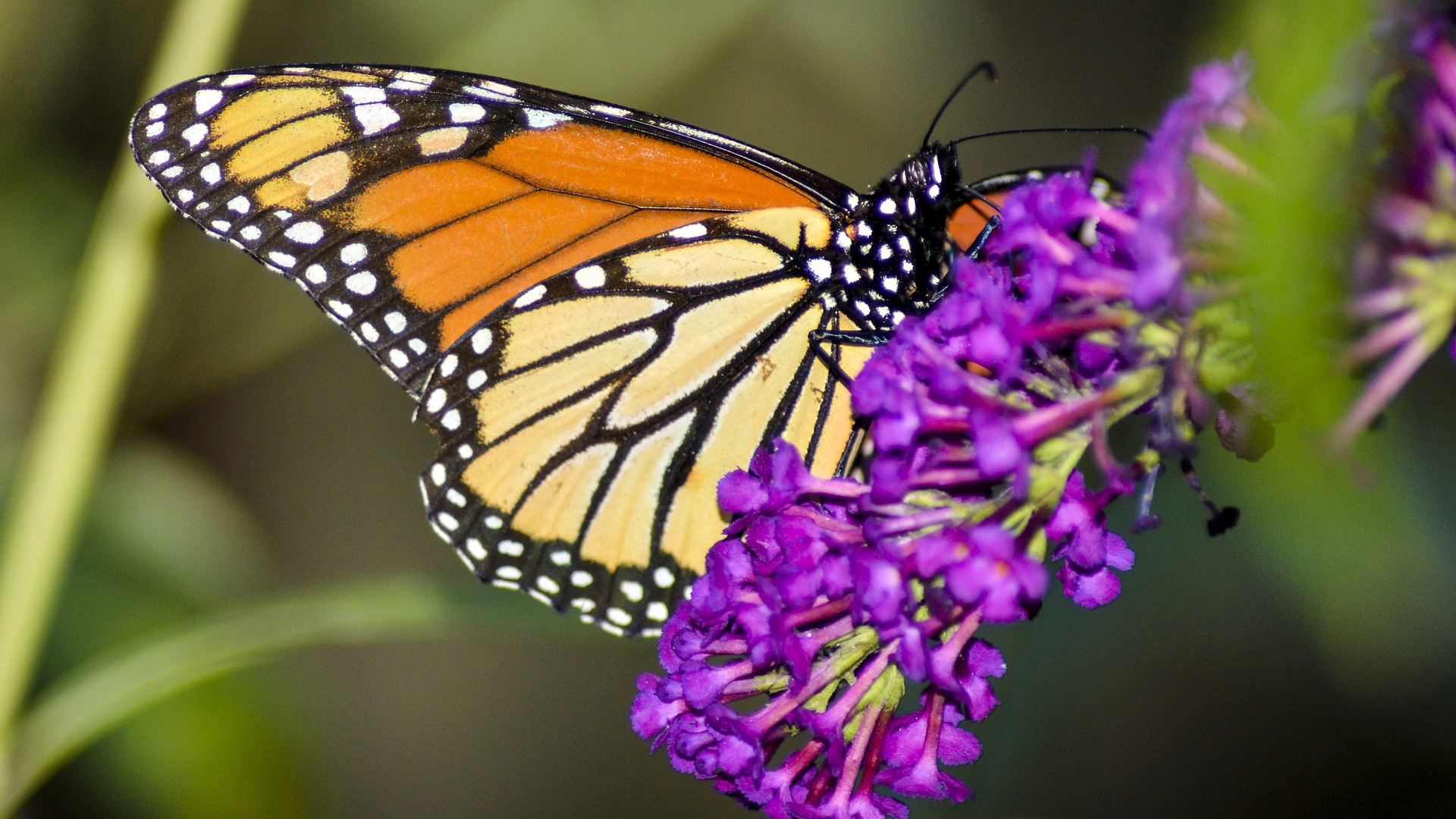 monarch butterfly migration national geographic