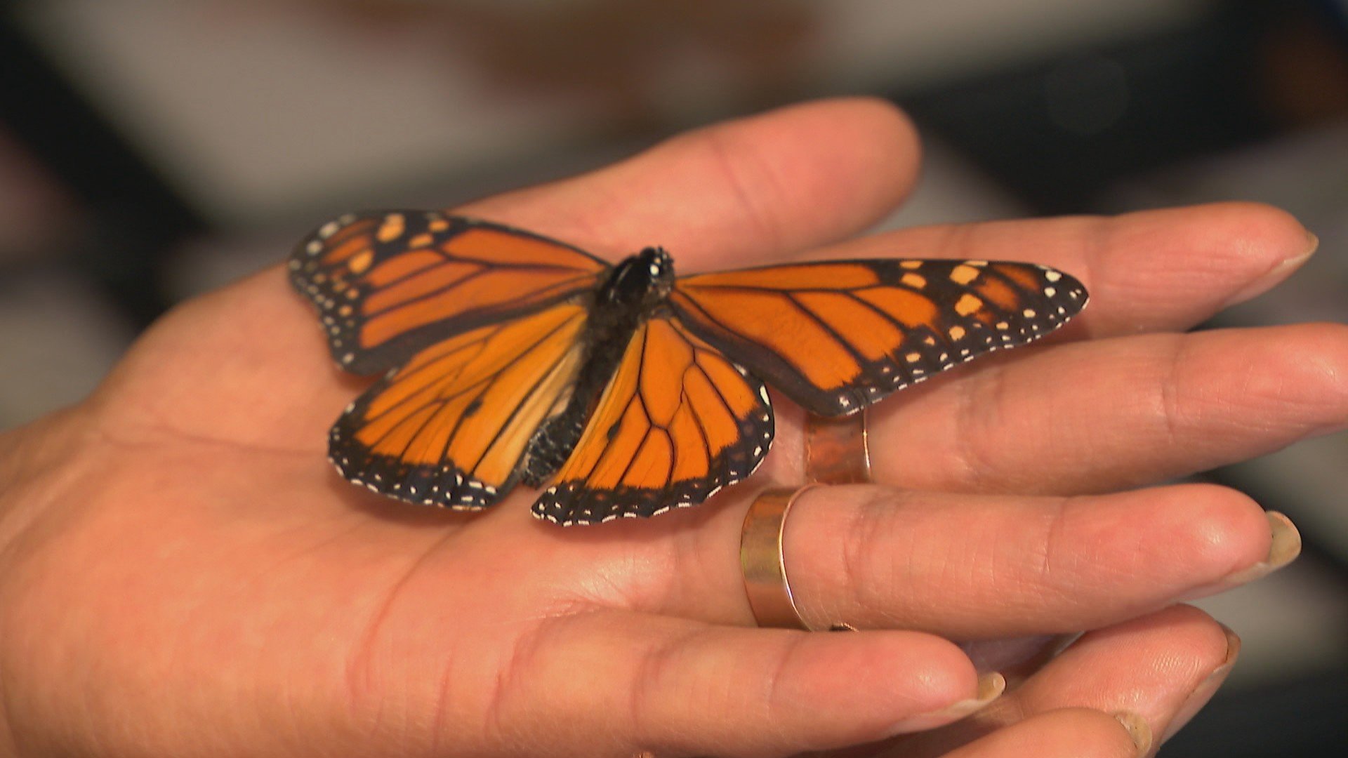 A monarch butterfly rests on the hand of Claudia Galeno-Sanchez. (WTTW News)