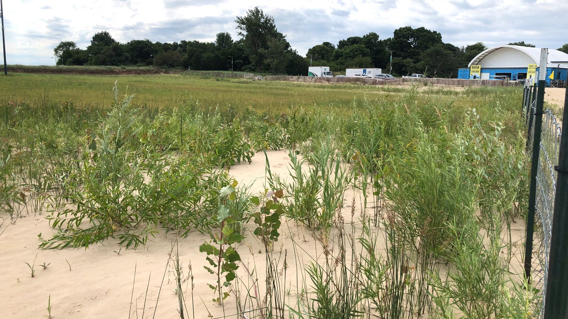 What’s Occurred to Montrose Dunes With out Monty and Rose? Park District Says the Space Isn’t Being Uncared for | Chicago Information