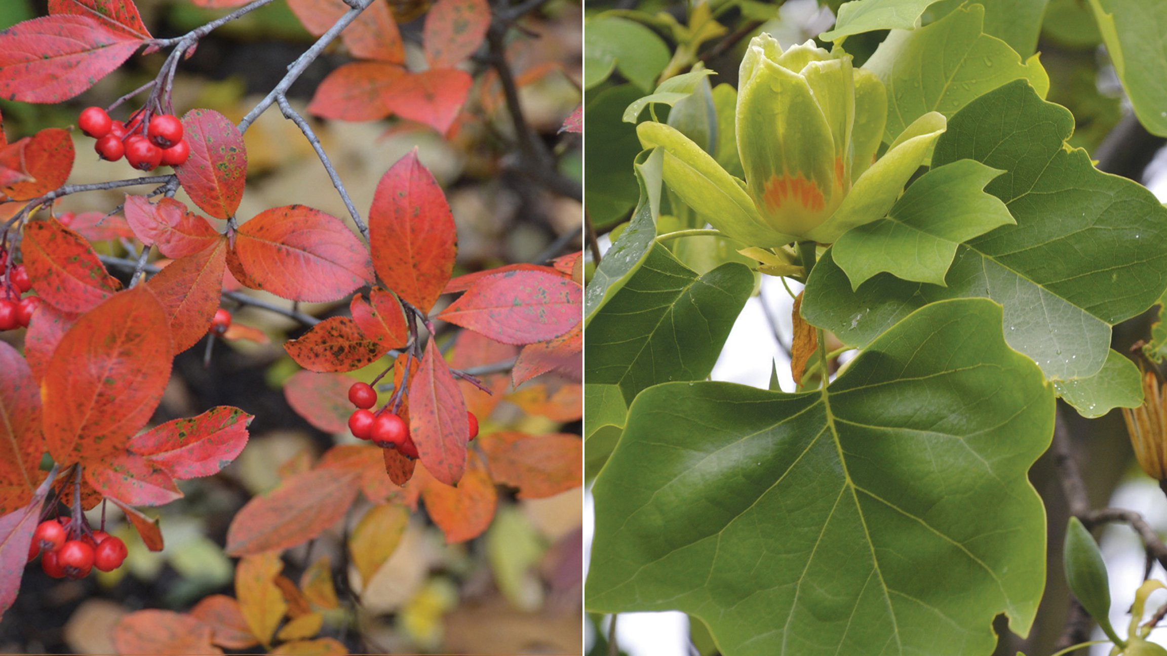 New Guide Helps Identify Native Trees Shrubs For Your Garden Chicago News Wttw