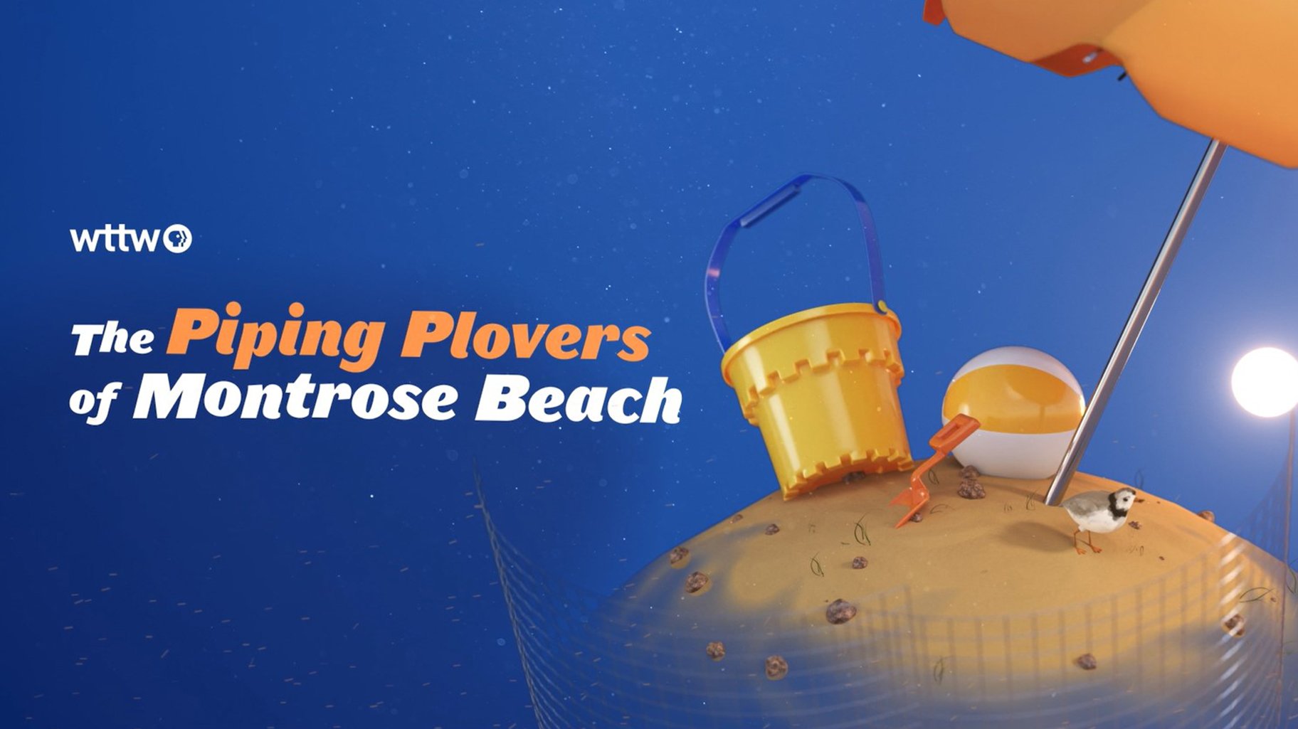 A graphic that says "The Piping Plovers of Montrose Beach." (WTTW News) A graphic that says "The Piping Plovers of Montrose Beach." (WTTW News)