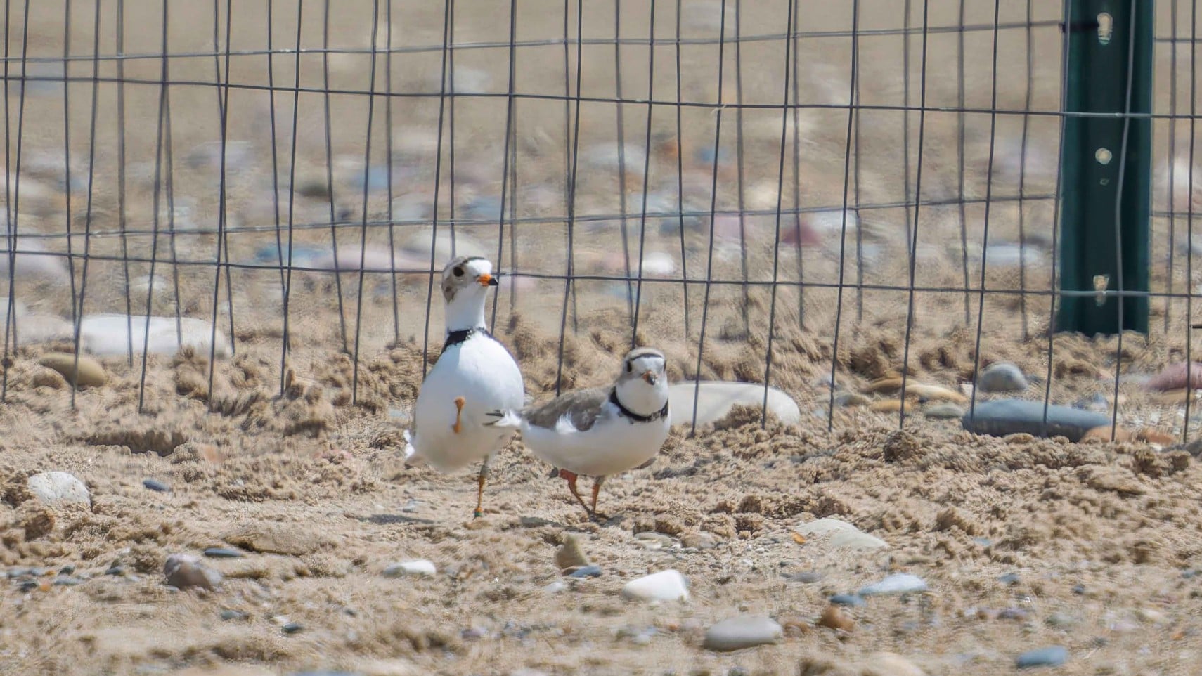 Piping Plovers Set New Record for Nesting Couples, Illinois Chicks Due Any Day