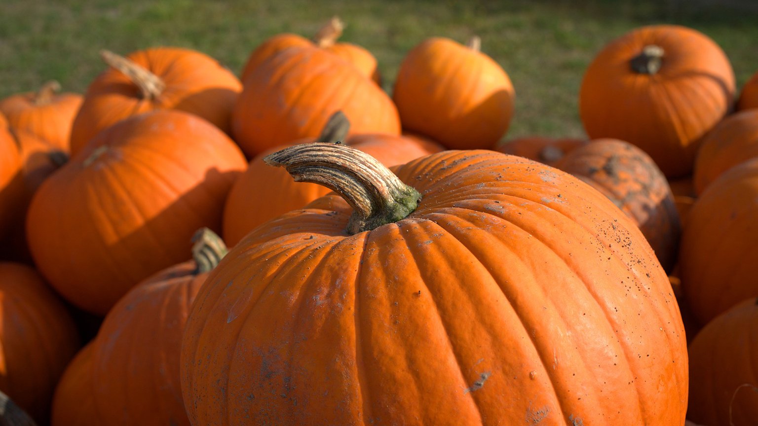 How many pumpkins does it take to be smashing?