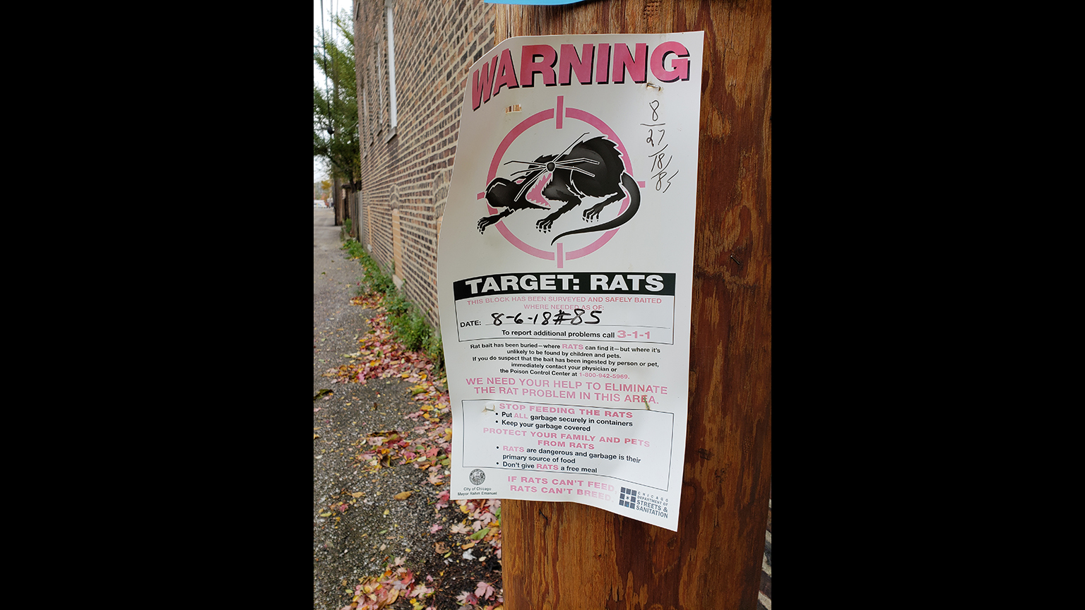 Rat complaints rising on south end of Park Ridge – Chicago Tribune