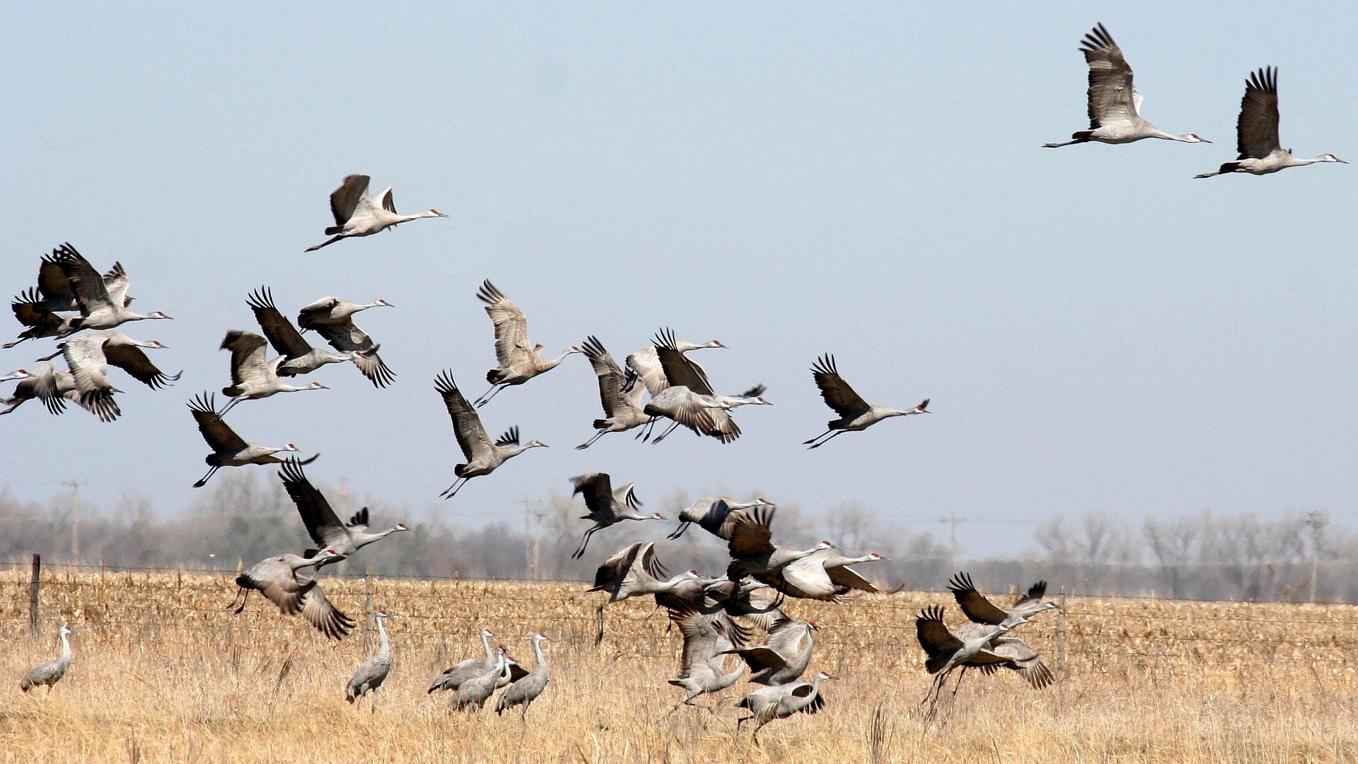 sandhill crane migration