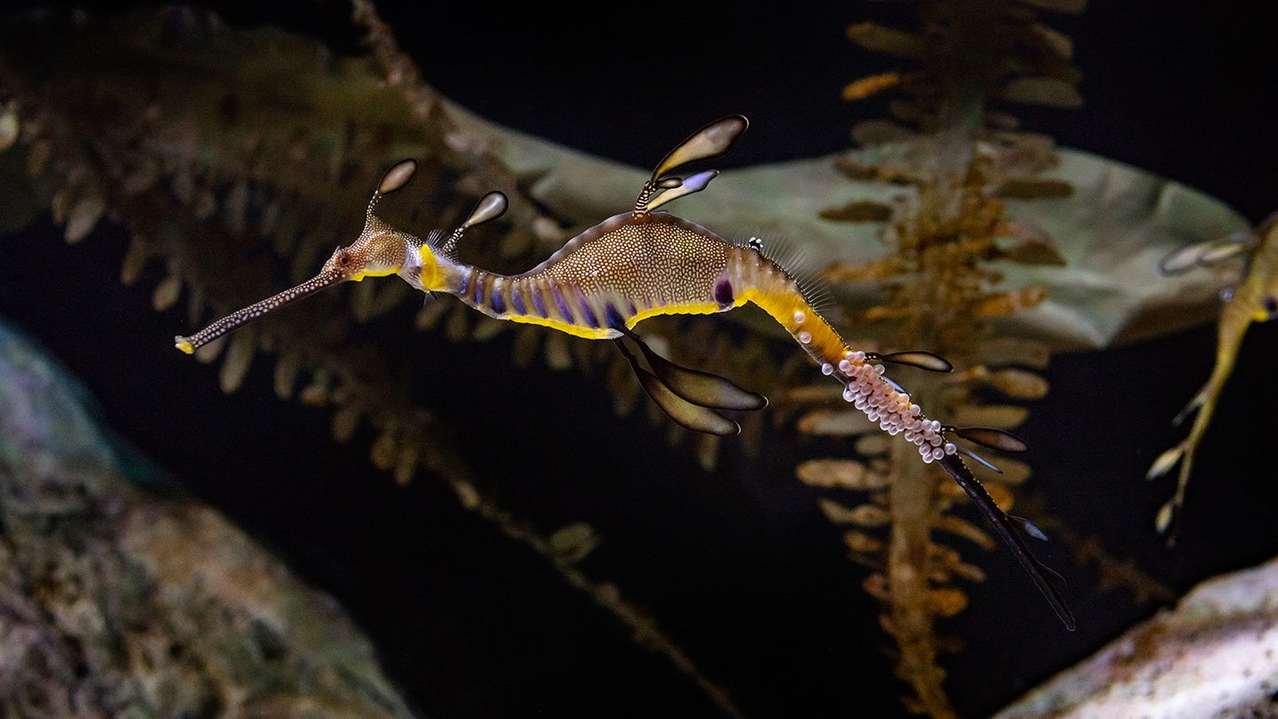 Shedd Sea Dragons Complete Rare Egg Transfer, Male Now Pregnant | Chicago  News | WTTW
