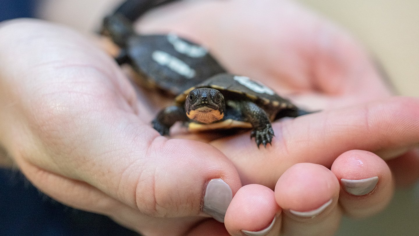 Shedd Aquarium Welcomes 24 Endangered Blanding’s Turtle Hatchlings ...
