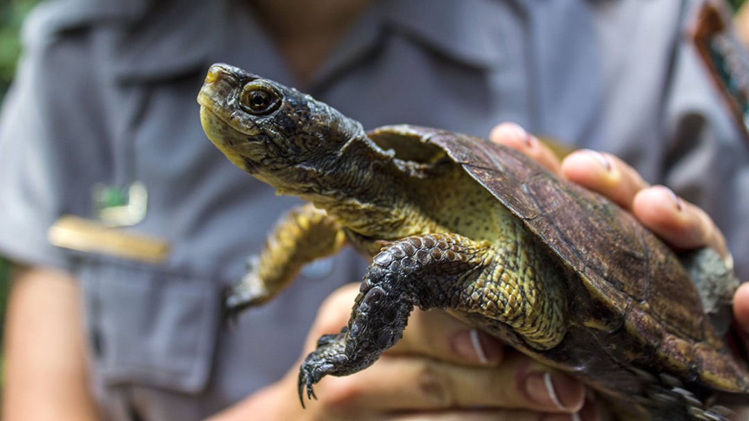 Tortoise Shell Repair - International Wildlife Rehabilitation Council