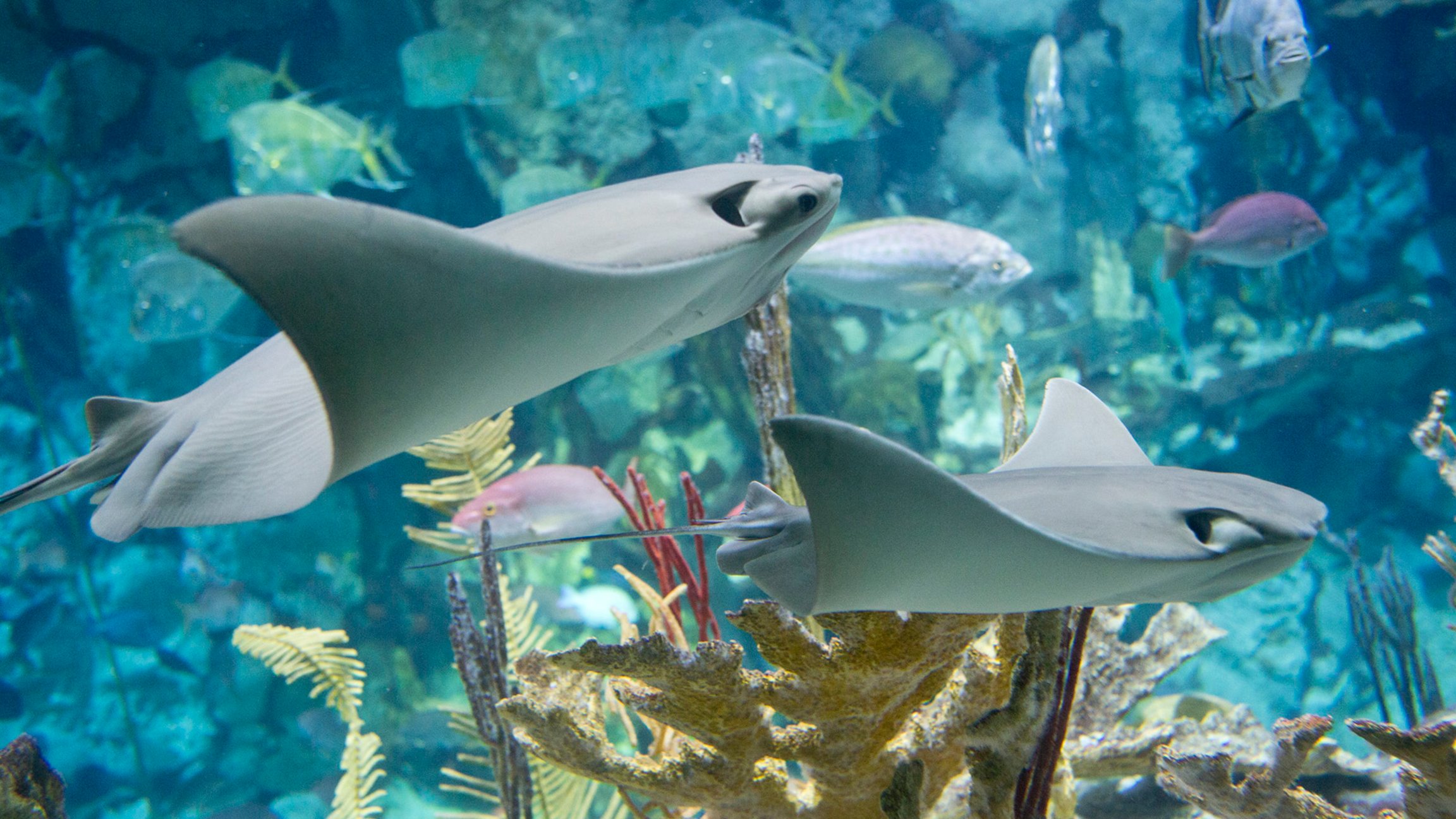 Stingray Touch' Opens At Shedd Aquarium | Chicago News | Wttw