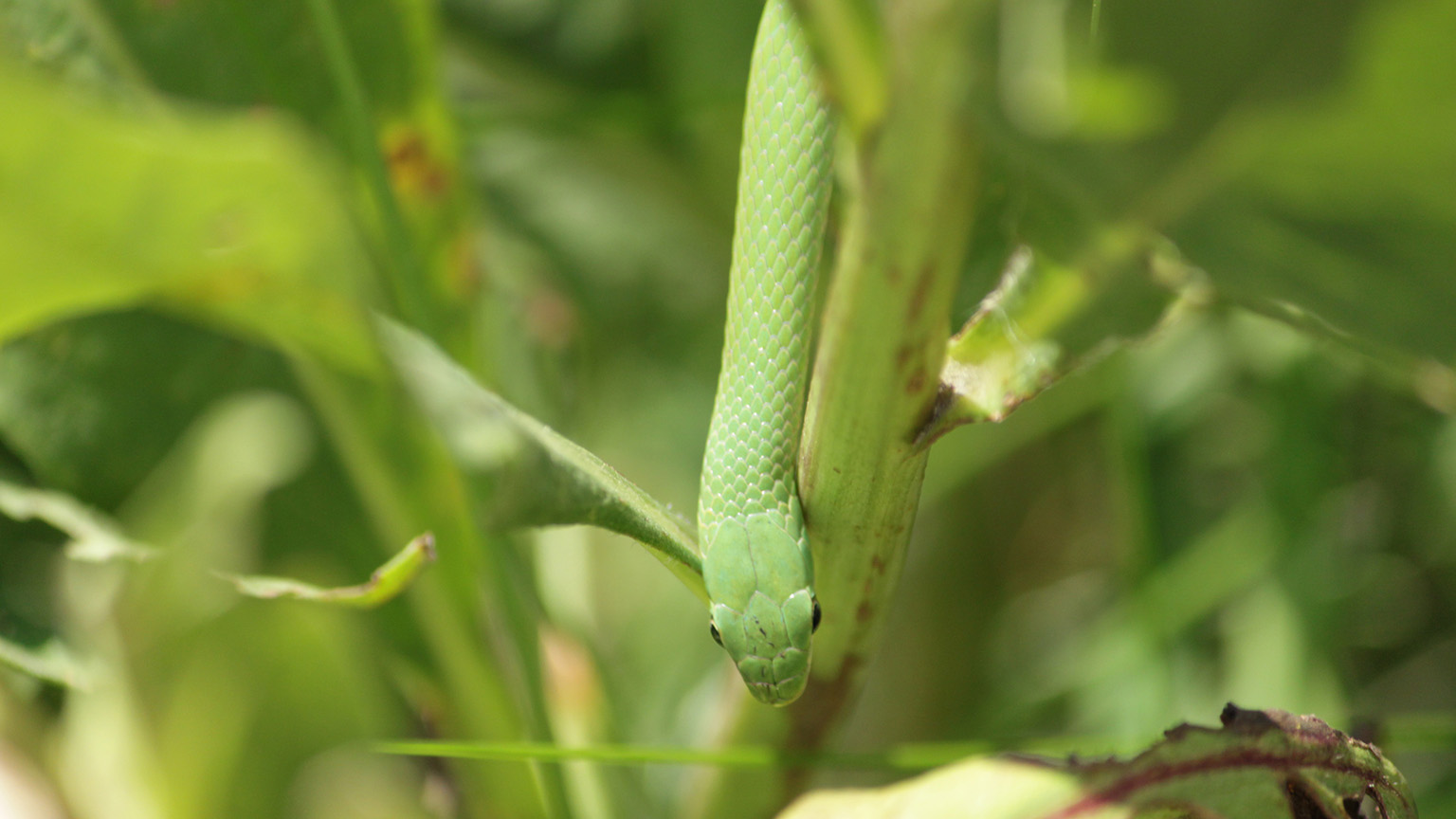 Rare Smooth Green Snakes To Be Released Into Restored Suburban Habitat Chicago News Wttw