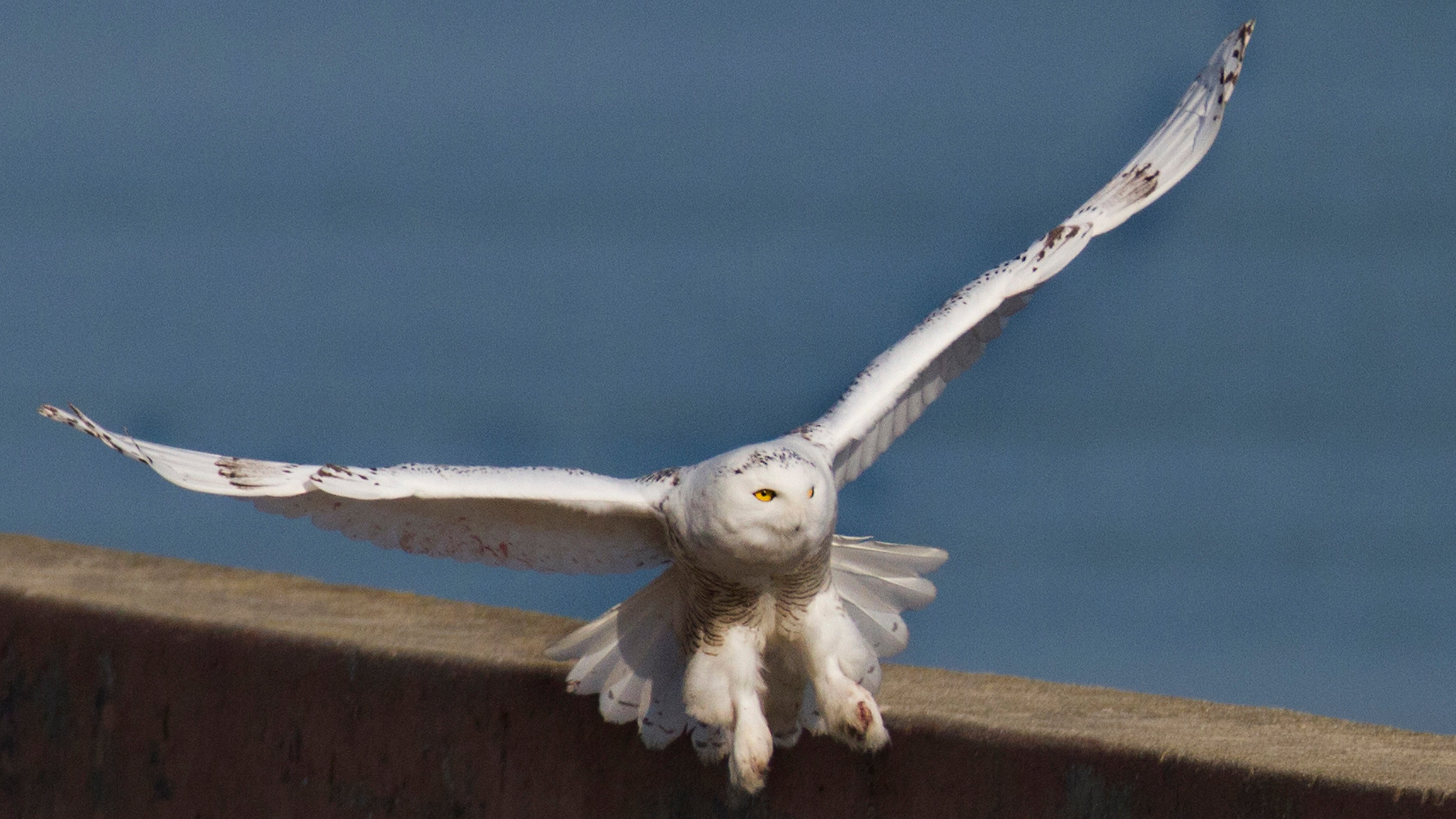 Photographer Captures Snowy Owl Along Lake Michigan Chicago News WTTW