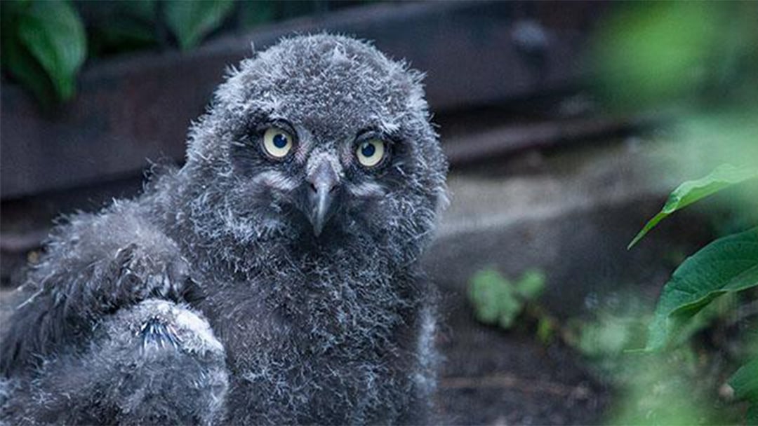 blue owl hatching