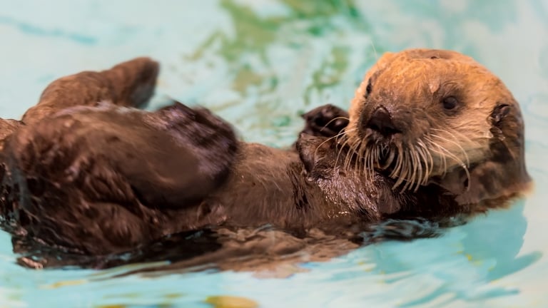 sea otter pup swimming