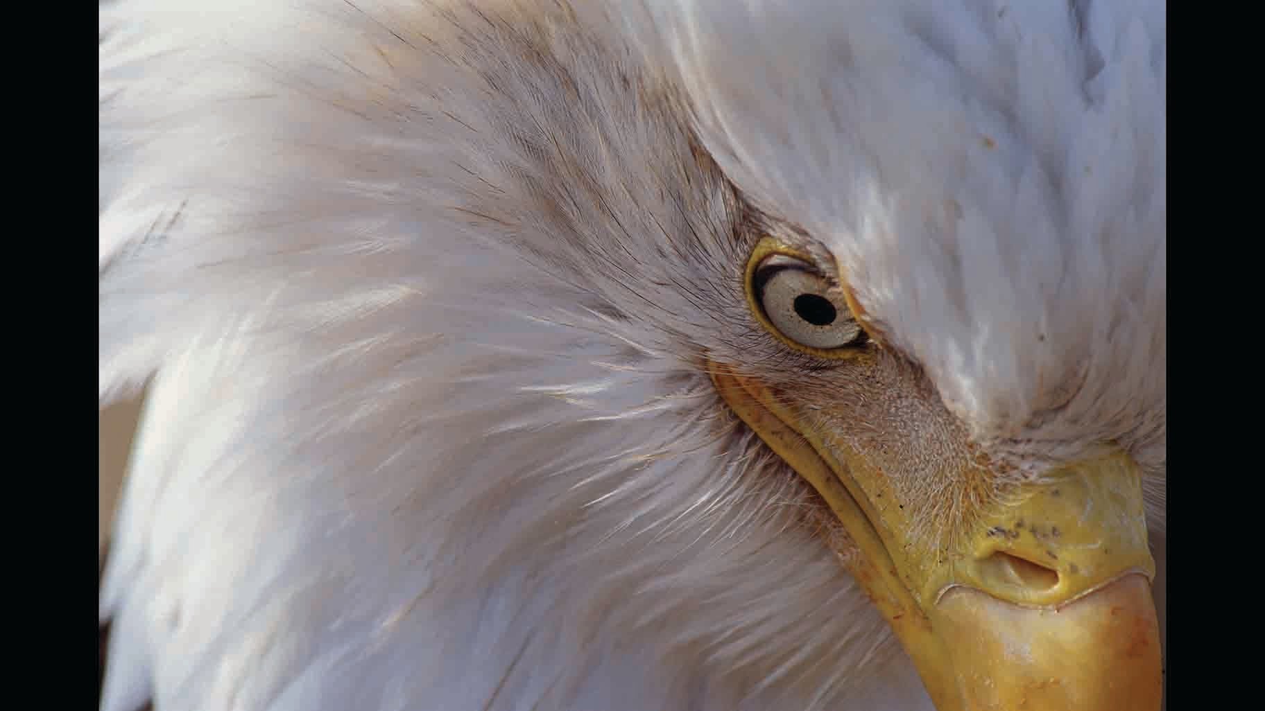 The Wild Life Of Nature Photographer Thomas Mangelsen | Chicago News | WTTW