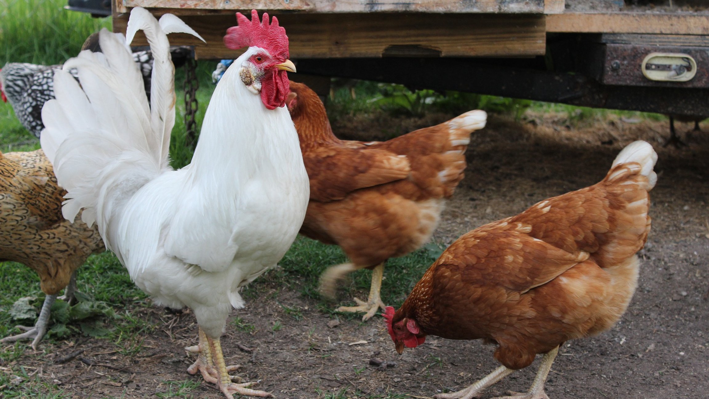 Chickens And Goats In The Backyard Raising Livestock In Chicago Chicago News Wttw