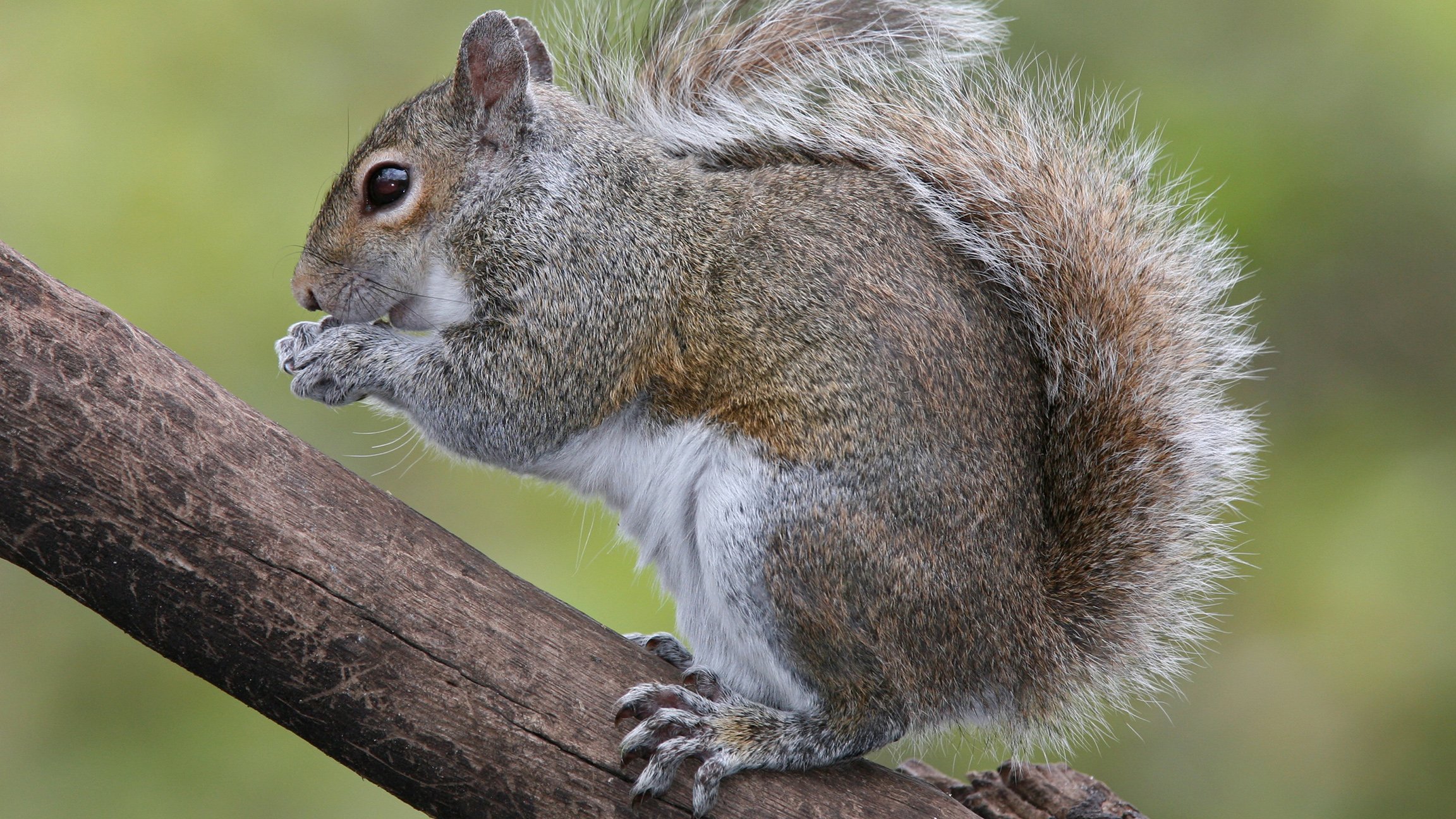 Can Carry a Square Three-in-one Data Cable Close Up of A Grey Squirrel Yawning