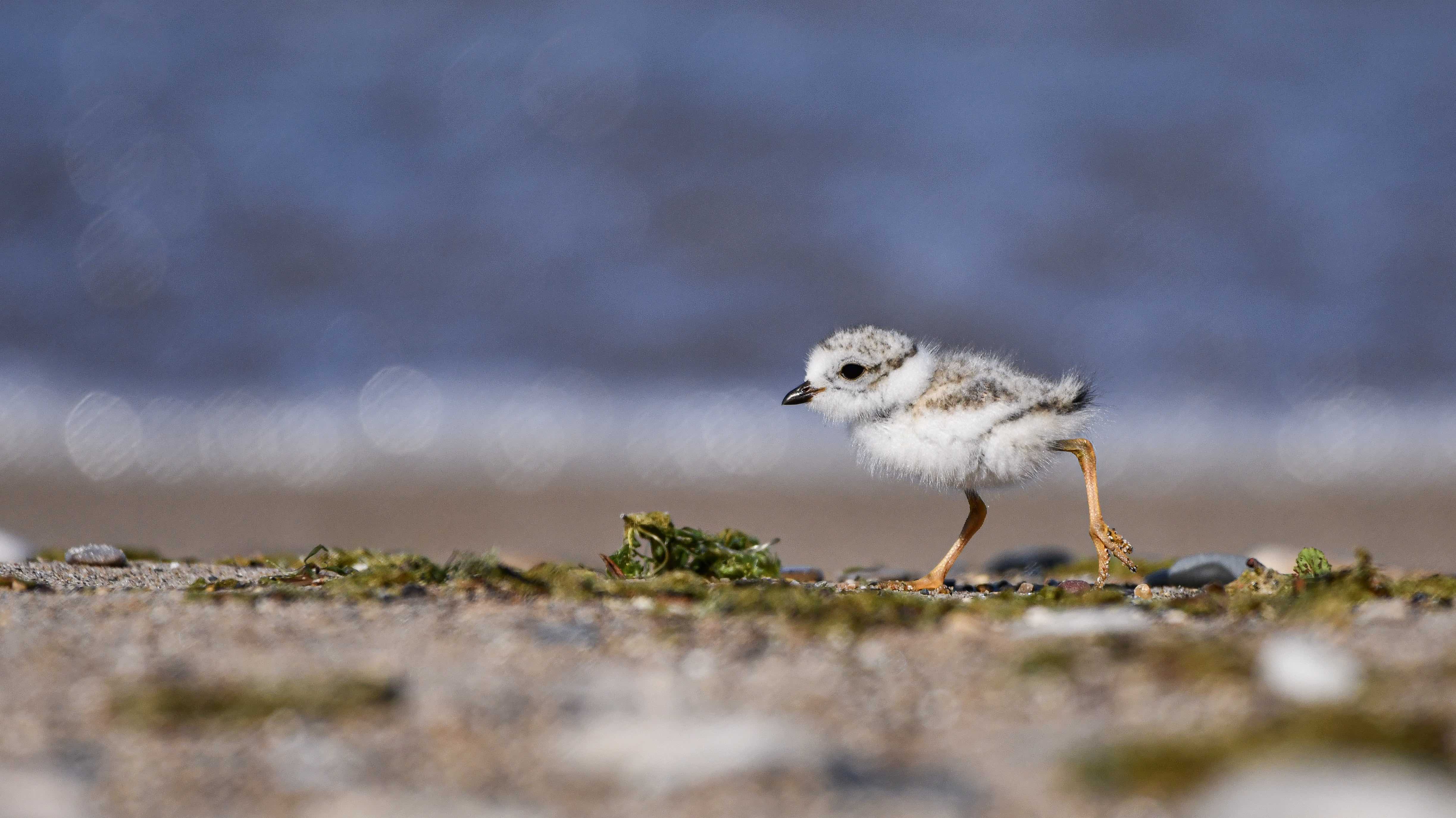 3 Piping Plover Chicks Lost Over Weekend in Waukegan