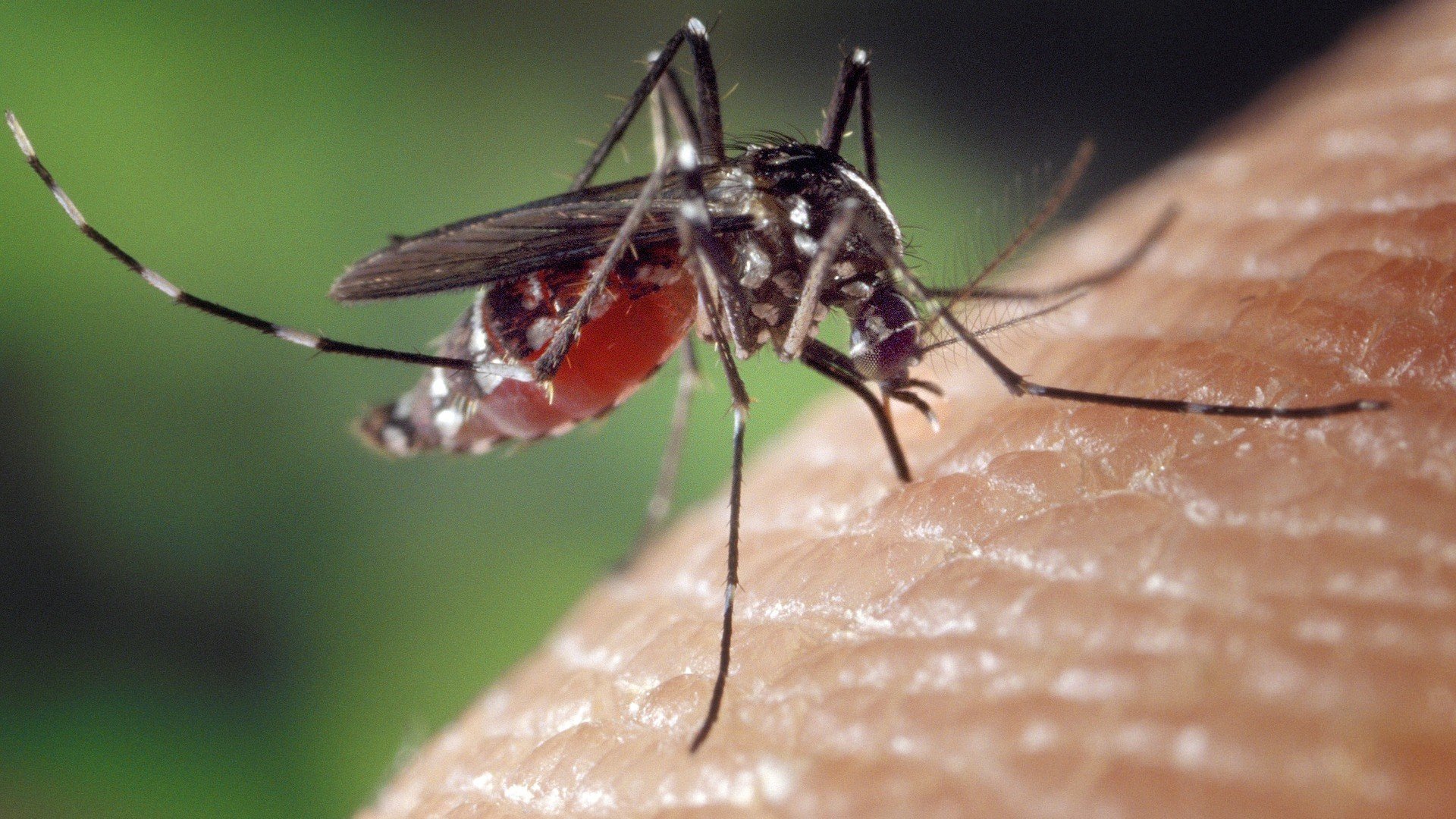 West Nile virus kills residents of Will County, recording first death in 2021: IDPH | Chicago News