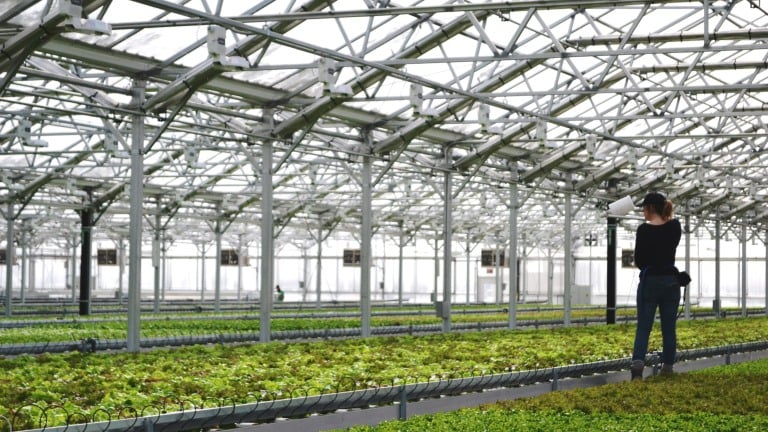 Gotham Greens Expands Into Chicago With New Rooftop Greenhouse