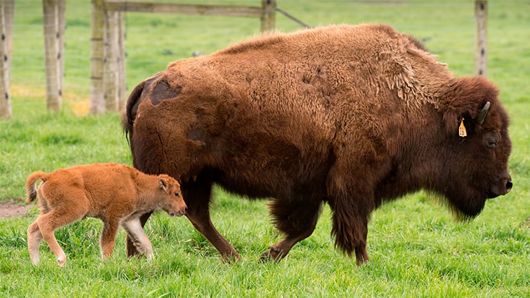 American Bison a Step Closer to Becoming National Mammal of US | Chicago  News | WTTW