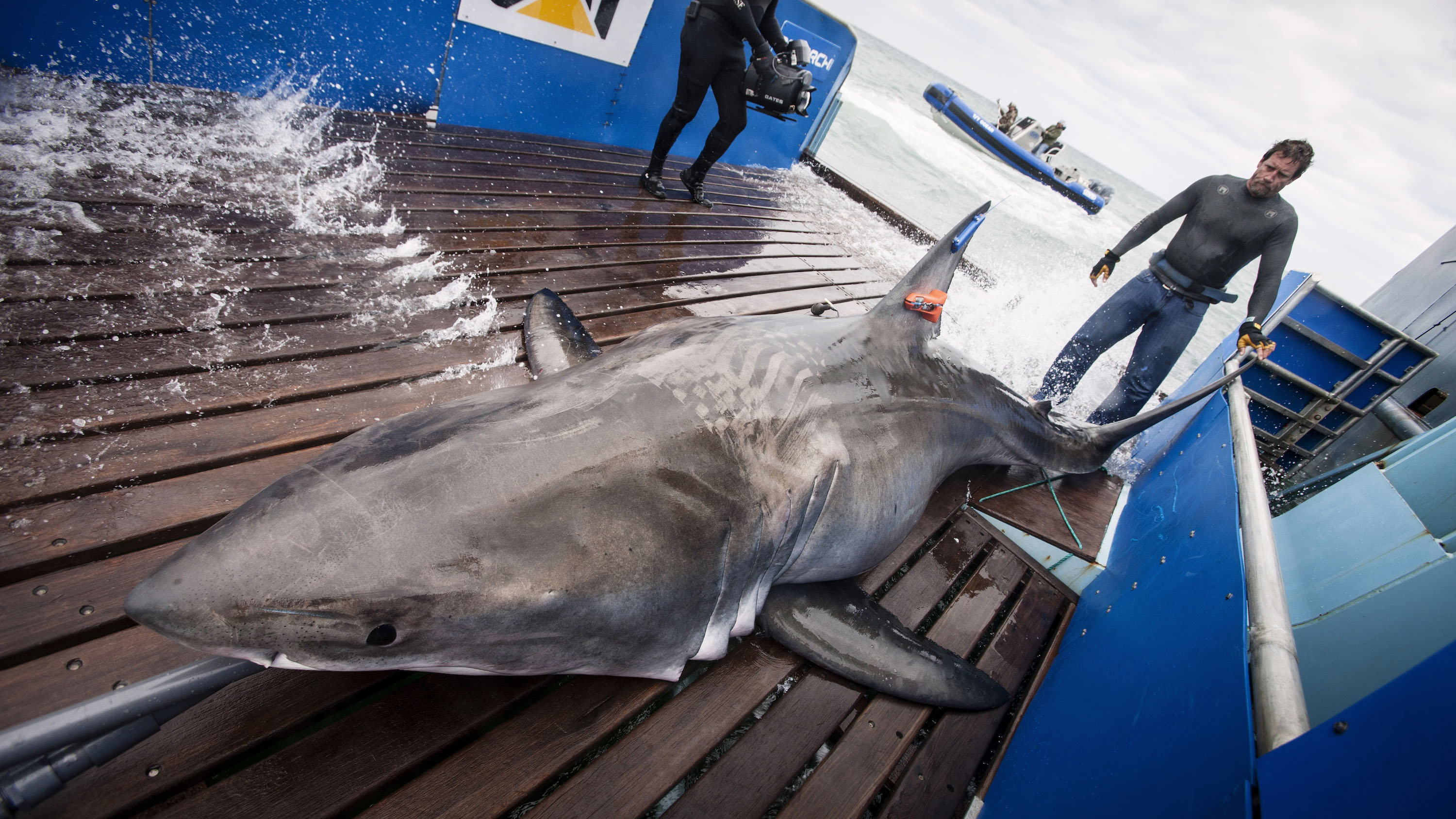 Трекер акул. Акула самка. Прыжок через акулу. OCEARCH Shark.