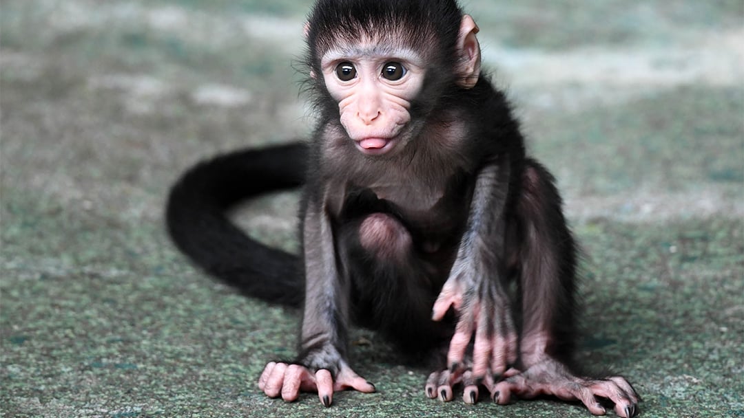 Baby Monkey Born on Fourth of July at Brookfield Zoo