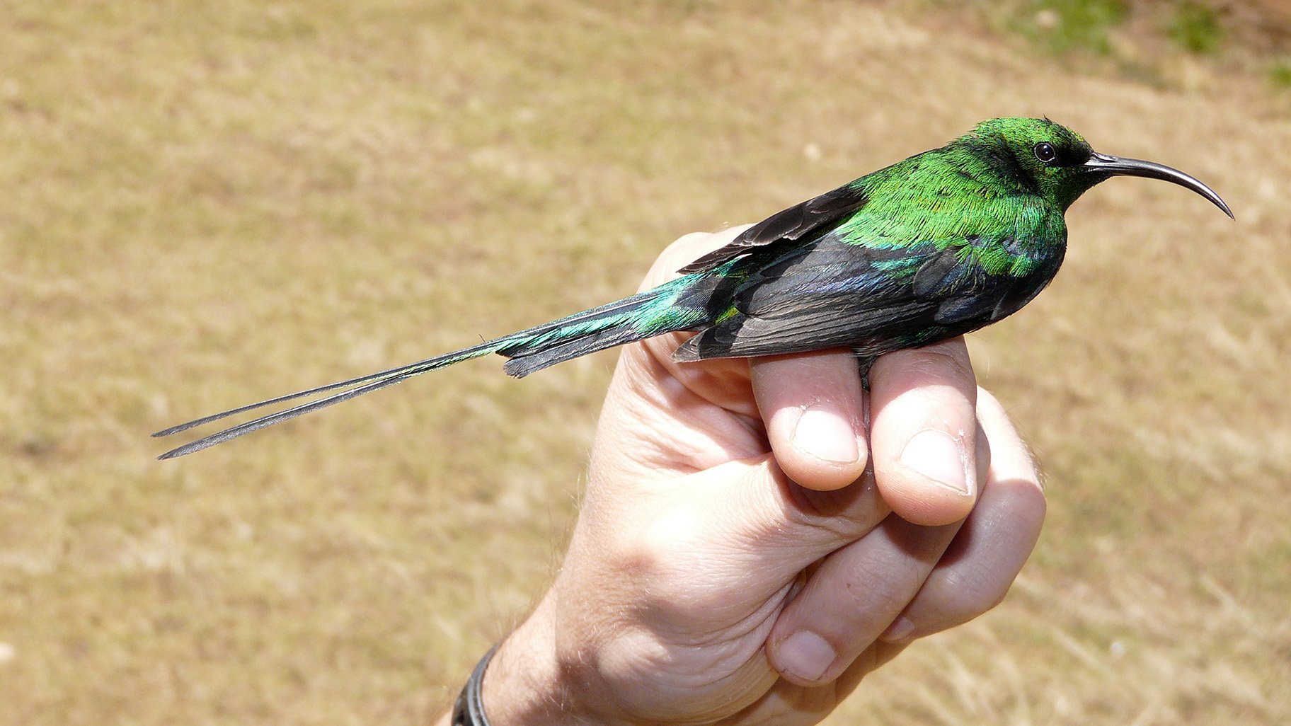 Turkey Feathers - Bird Watching Academy