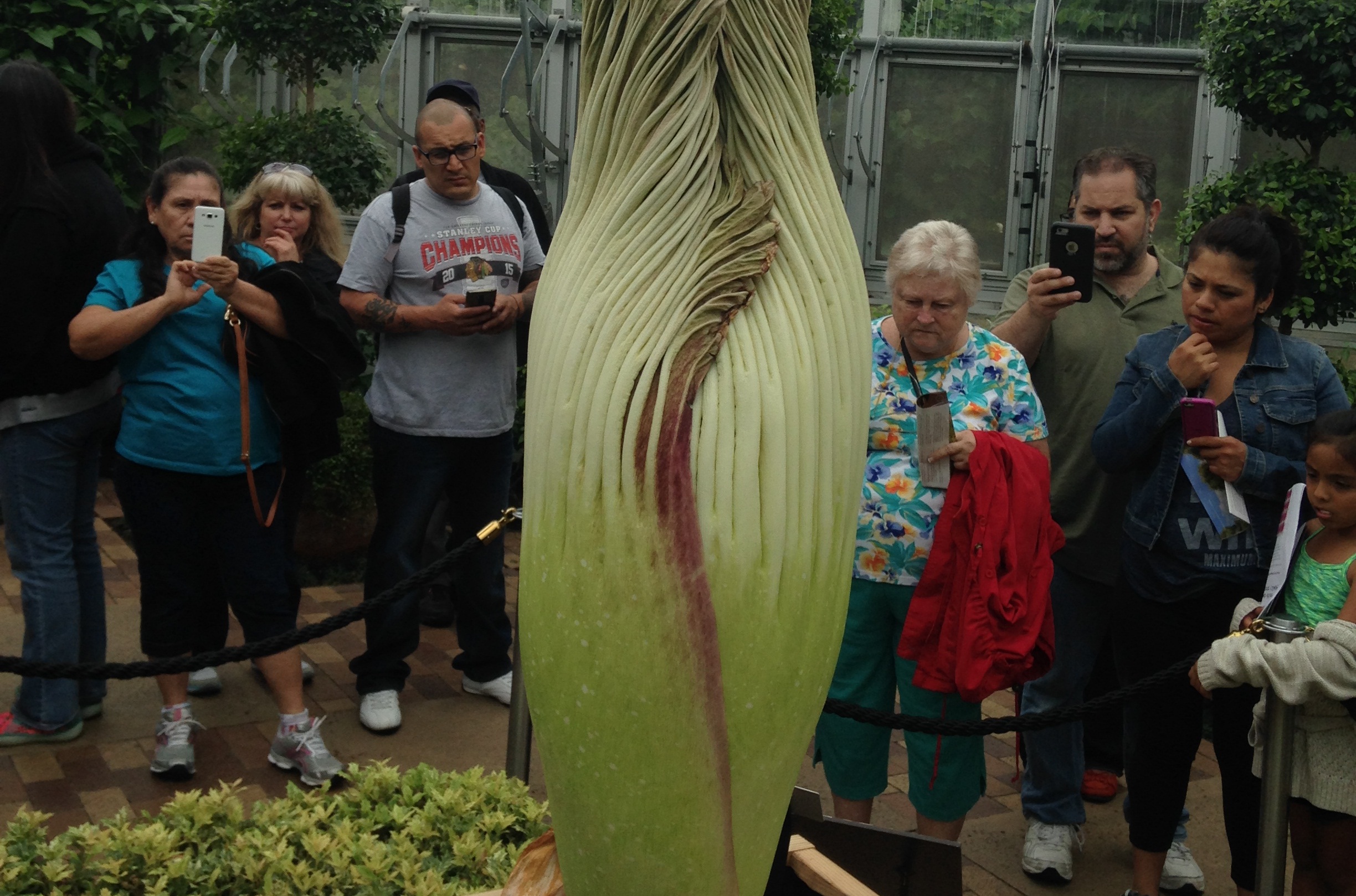 Corpse Flower Hours Away From Big Bloom at Chicago Botanic Garden ...