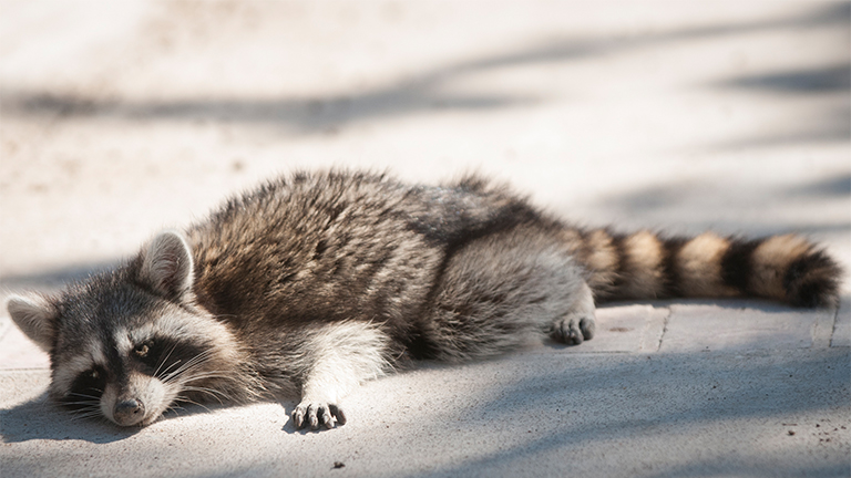 Trend Report: Raccoon Tails