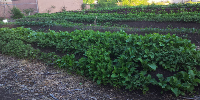Anchor House garden