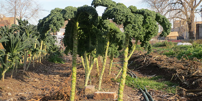 Patchwork Farms garden