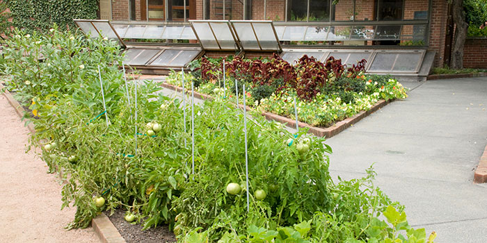 Regenstein garden