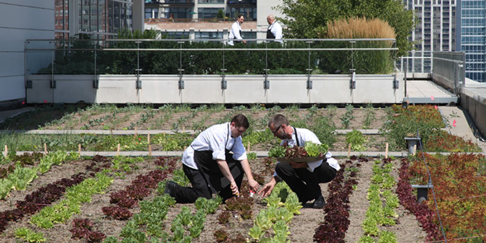 Rooftop Farm garden