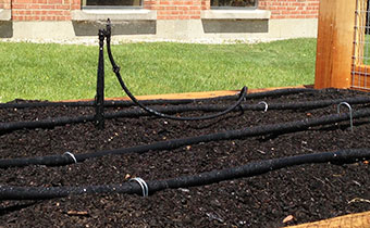 Example of drip-line irrigation