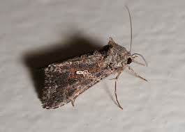 Cabbage Looper moth