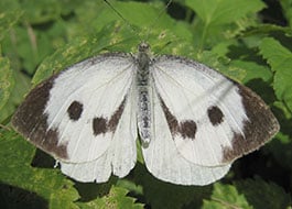 Cabbage Worm moth