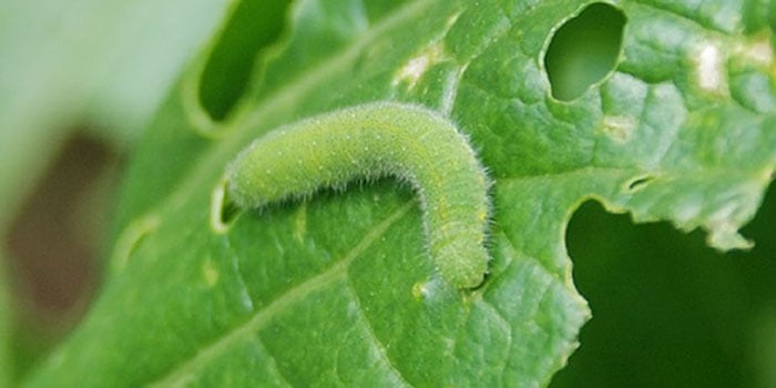 Cabbage Worm