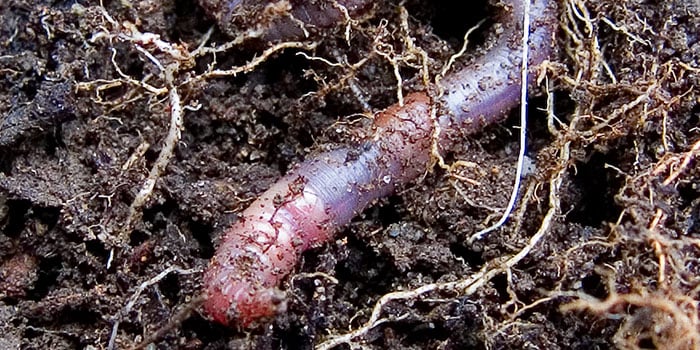 Earthworm