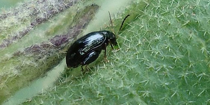 Flea Beetle