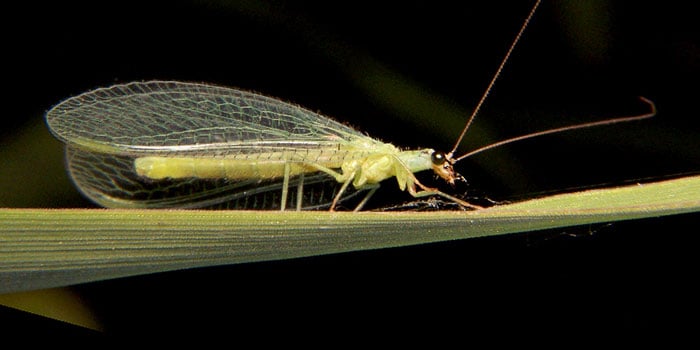 Green Lacewing