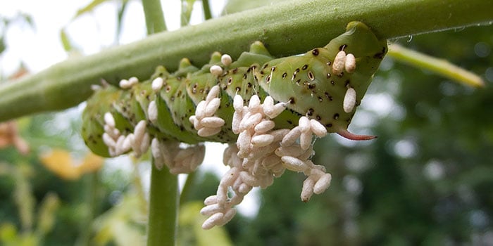 Parasitic Wasp