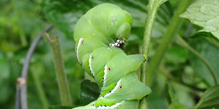 Tomato Hornworm