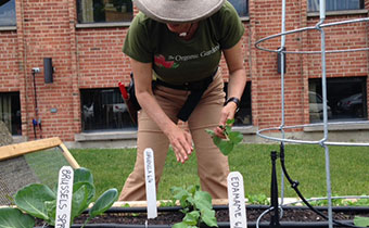 Harvesting plant from garden