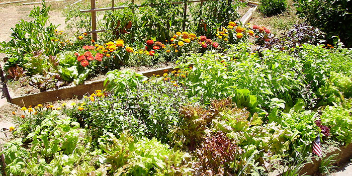 Garden with dense plants