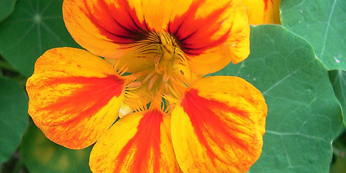 Nasturitium flower