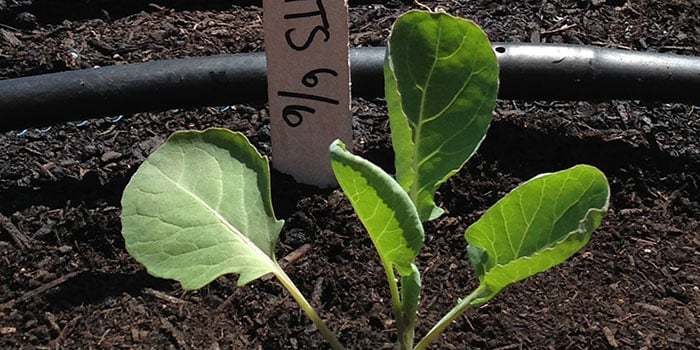 Brussels sprouts