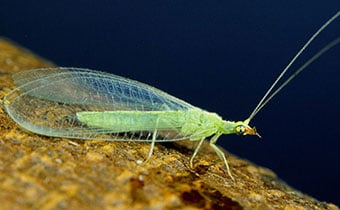Beneficial insect